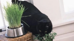 Cat monetă: pentru ceea ce este necesar și care face efectul pisicii?